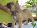In Memorian - Fila Brasileiro Dourado - Canil Singular - Minotauro